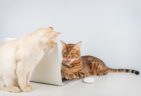 Bengal cat working on computer. Two cats in office or at home next to laptop. Copy space.の写真素材