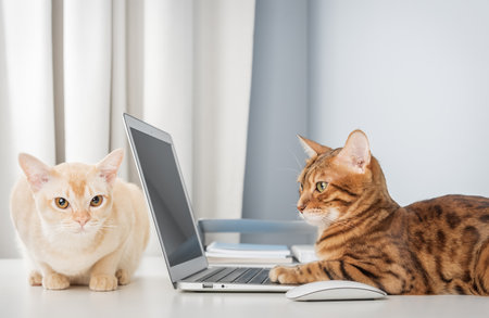 Bengal cat working on computer. Two cats in office or at home next to laptop. Copy space.