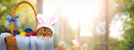Cat with rabbit ears in a basket with Easter eggs. Easter banner, copy space.