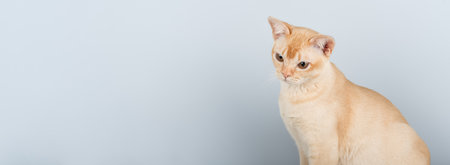 Burmese cat on blue background. Side view. Copy space.