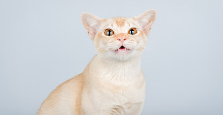 Burmese cat with wide open eyes and open mouth on blue background. Copy space.の写真素材