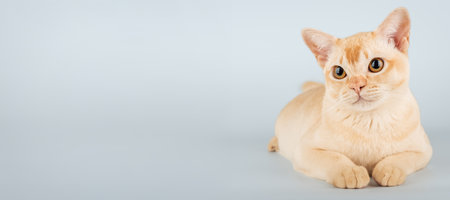 Full-length portrait of cream-colored Burmese cat on blue background in studio. Copy space.の写真素材