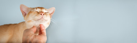 Female hand caressing happy Burmese kitten on blue background. Copy space.