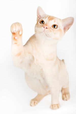 Burmese cat full-length on white studio background with raised paw.の写真素材