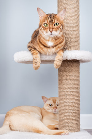 Burmese and Bengal cats relax on a scratching post in the living room. Two purebred cats interact in the interior.の写真素材