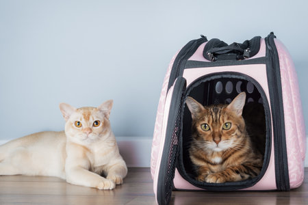 Beautiful Bengal cat in a stylish ventilated pet carrier, placed on the floor against blue wall. Perfect for pet travel accessories advertisement, pet supplies branding, or cozy home interior conceptsの写真素材