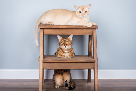 Purebred cats on a wooden stool in a minimalist interior with a blue wall. Friendly couple of cats...