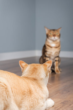 Two cute cats looking at each other in a minimalist interior. Selective focus.の写真素材