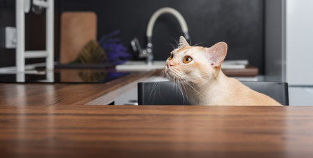 A Burmese cat peeks out from behind a countertop in a modern kitchen. Copy the space.の写真素材