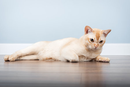 Burmese cat lying on the floor in a minimalist interior. Copy space.の写真素材