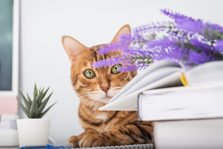 A curious cat with a playful look peeks out from behind a lavender branch against a home backdrop.の写真素材