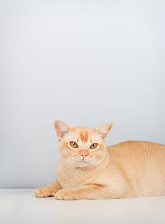 Portrait of a ginger Burmese cat lying on white table with light background. Minimalist style, copy space for text. Cute domestic pet, elegant feline concept.の写真素材