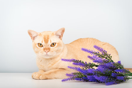 A Burmese cat lies against a plain background next to a sprig of purple lavender. A minimalist composition, evoking comfort and harmony.の写真素材