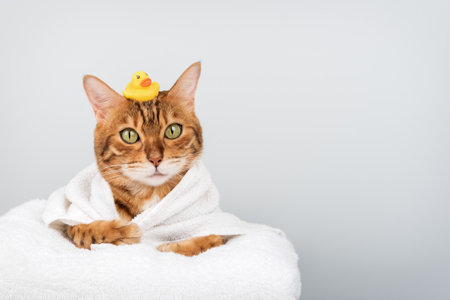 A cute Bengal cat in a white towel with a yellow rubber duck on its head. A cheerful spa and relaxation concept, isolated on a light blue background with space for text.の写真素材