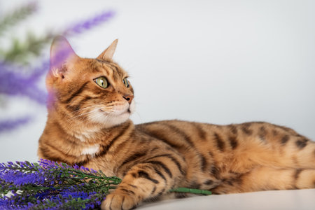 A close-up of a green-eyed Bengal cat lying next to a bouquet of purple flowers against a light background. Conceptually, it suggests comfort, tranquility, and beauty.の写真素材