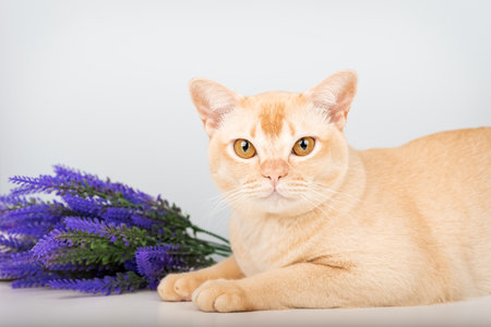 A Burmese cat lies against a plain background next to a sprig of purple lavender. A minimalist composition, evoking comfort and harmony.の写真素材