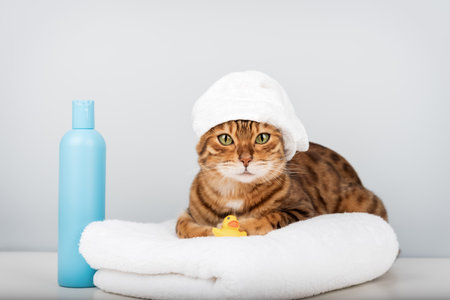 A green-eyed Bengal cat sits on a white towel, a towel on its head, a yellow rubber ducky, and a blue bottle of shampoo nearby. The concept is about grooming, cleanliness, and home comfort.の写真素材