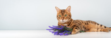 A close-up of a green-eyed Bengal cat lying next to a bouquet of purple flowers against a light background. Conceptually, it suggests comfort, tranquility, and beauty.の写真素材
