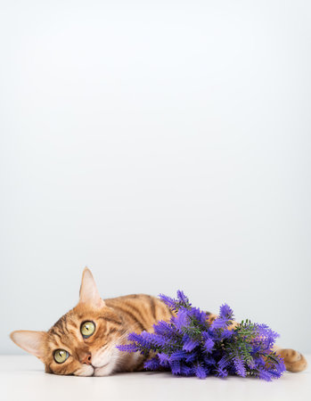 A close-up of a green-eyed Bengal cat lying next to a bouquet of purple flowers against a light background. Conceptually, it suggests comfort, tranquility, and beauty.の写真素材