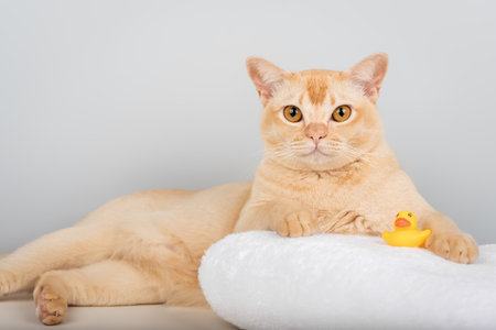 A Burmese cat with amber eyes lies on a white towel next to a yellow rubber duck. The light background reflects the concept of pet care, cleanliness, and home comfort.の写真素材