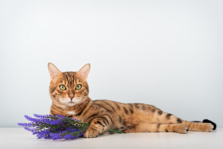 A close-up of a green-eyed Bengal cat lying next to a bouquet of purple flowers against a light background. Conceptually, it suggests comfort, tranquility, and beauty.の写真素材