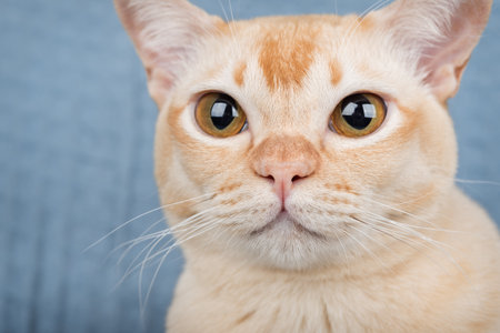 A close-up portrait of a cream-colored Burmese cat against a light pastel background. The sharp gaze, soft lighting, and minimalist composition are ideal for advertising and design.の写真素材