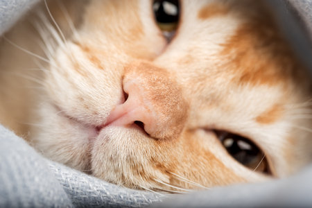 A ginger cat peeks out from a soft, light-colored blanket. A warm, cozy domestic scene with a close-up of the cats face and expressive eyesの写真素材