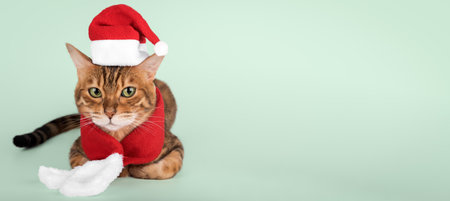 Funny bengal cat in santa costume on minimalistic background with copy space.の写真素材