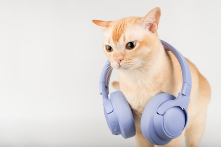 A ginger domestic cat wearing modern wireless over-ear headphones. A fun and creative pet concept symbolizing music, audio, podcasts, relaxation, technology, and lifestyle. Isolated on a white background with room for text.の写真素材