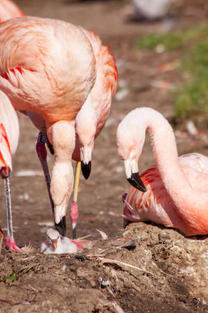 pink flamingos by the lake in nature in the parkの写真素材
