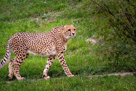 wild cheetah on the grass in the park