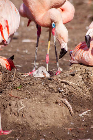 group of pink flamingos by the lake in nature in the parkの写真素材