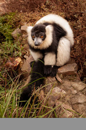 wild adult lemur with a striped tail in the park during the dayの写真素材