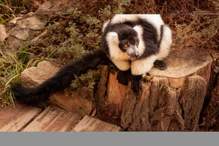 wild adult lemur with a striped tail in the park during the day