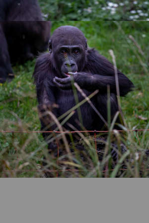 adult female gorilla in park