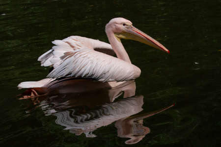 wild pelican with a long beak on the river surface in nature in the park during the dayの写真素材
