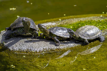 small green turtles with carapace on a stone in the park in the river during the dayの写真素材
