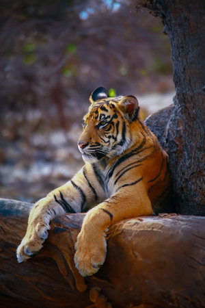 Wild adult tiger in its naturalの写真素材