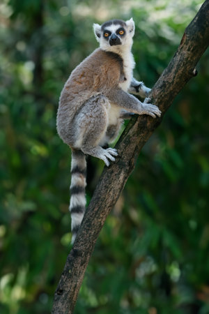 Wild lemur in nature.