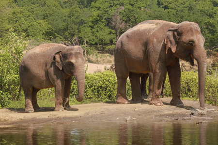 Two wild elephants outdoors in nature near water.