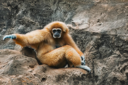 Wild small monkey in nature.の写真素材