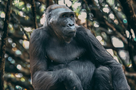 Gorilla in its nature. portrait of a large black gorilla.の写真素材