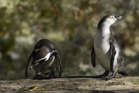 wild penguin outdoors during the day.の写真素材