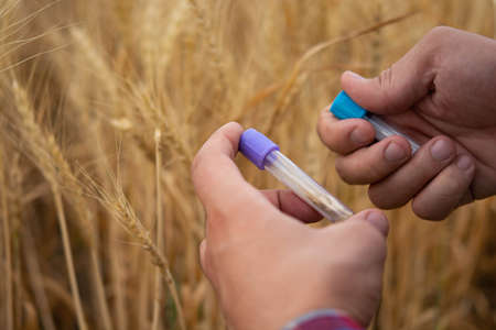 A farmer examines a plant in a wheat field. In his hand he holds a glass test tube with the test substance. Smart farming using modern technologies in agriculture and scientists conceptの写真素材