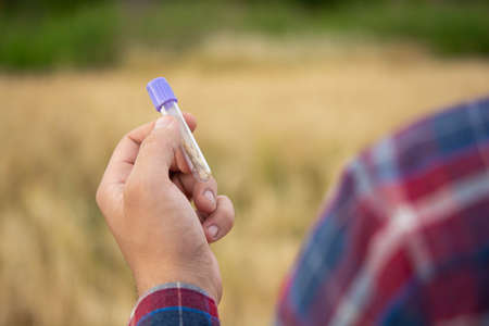A farmer examines a plant in a wheat field. In his hand he holds a glass test tube with the test substance. Smart farming using modern technologies in agriculture and scientists conceptの写真素材