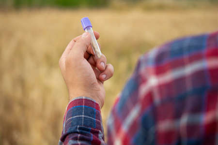 A farmer examines a plant in a wheat field. In his hand he holds a glass test tube with the test...
