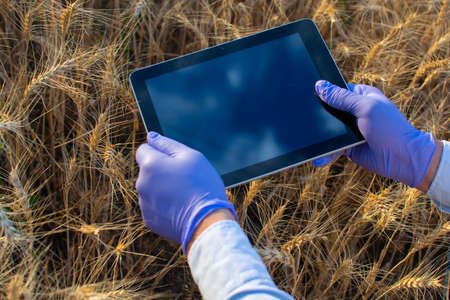No face person Businessman hold tablet touch pad computer Botanic scientist man wear shirt Copy space for inscription Experienced agronomist examining wheat grain in field Takes reの写真素材