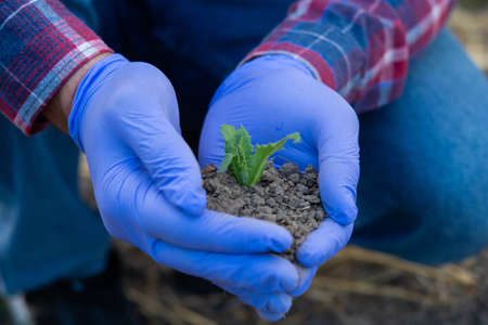 Hands hold a young plant with soil, a farmer holds a sprout in his hands, agronomist, eco products conceptの写真素材