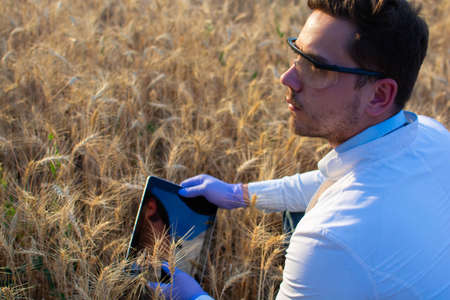 Male agronomist biologist, plant researcher farmer, Genetic scientist, Checks the growth of wheat sunrises and harvest, Cultural scientists use tablets, laptops, dressed in a whiteの写真素材