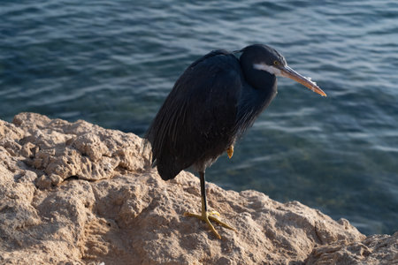 A heron stands in the water on the shore of the Red Sea. Egypt, Africaの写真素材